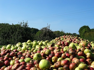 Récolte de pommes à cidres