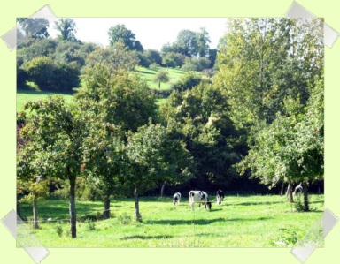Paysage de normandie : vaches sous les pommiers